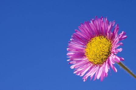 Daisy, Aspen   Erigeron speciosus